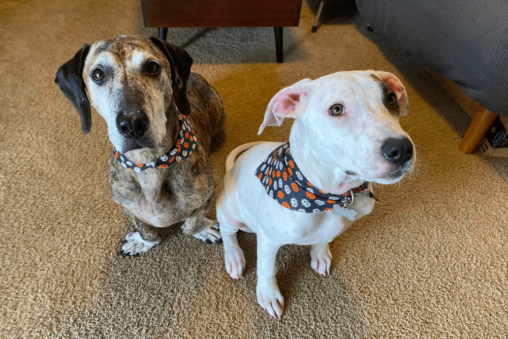 great dane dachshund mix puppies