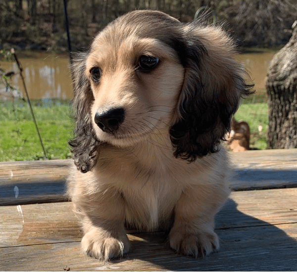 Grendox Dachshunds in Kentucky