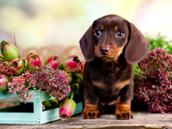 Heart 2 Heart Puppies