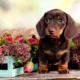 Heart 2 Heart Puppies