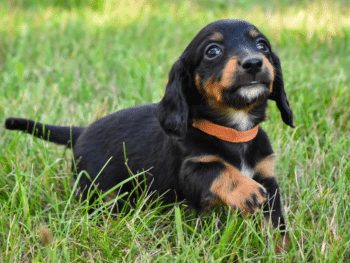 Helmuth Dachshund Breeder in Iowa