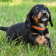Helmuth Dachshund Breeder in Iowa