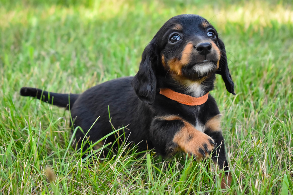 Helmuth Dachshund Breeder in Iowa