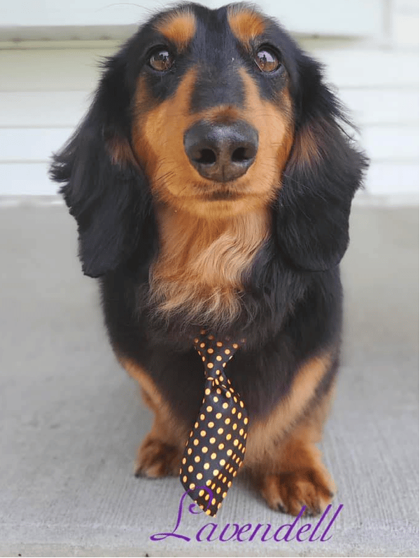 Lavendell Dachshunds