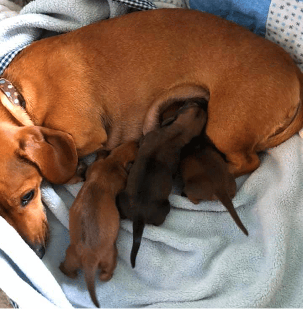 Lexington Miniature Dachshunds