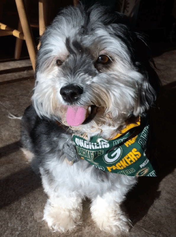 Maltese Dachshund Mix