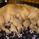 Mangham’s Dachshunds Louisiana