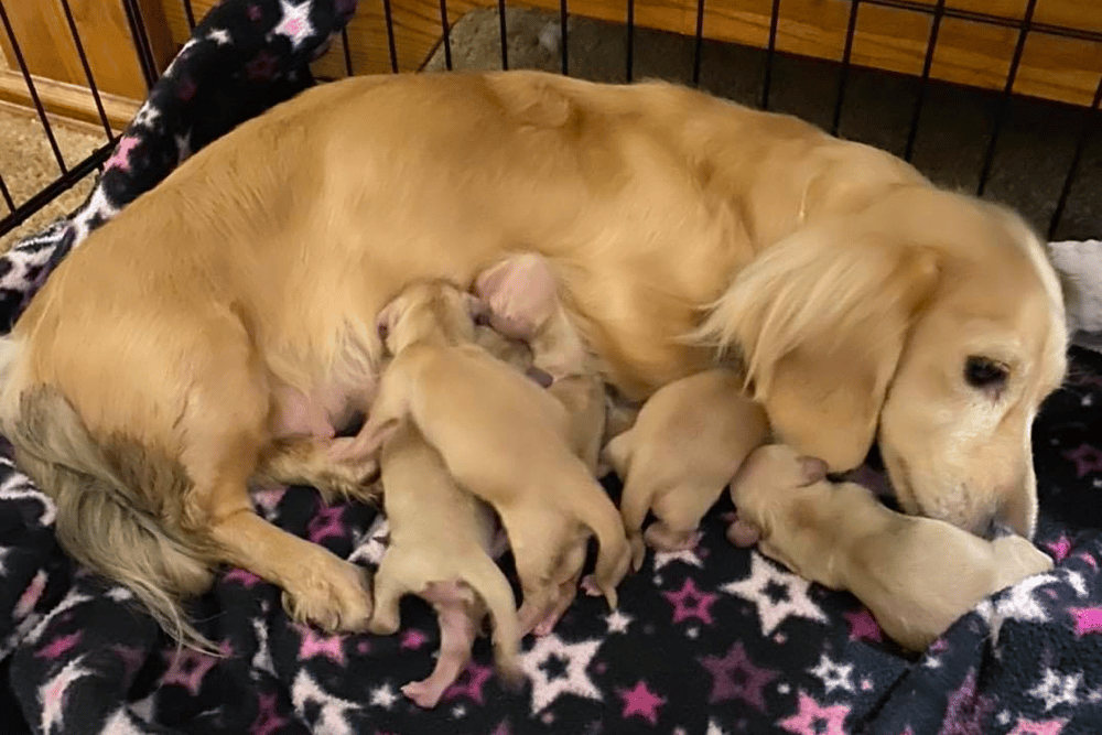 Mangham’s Dachshunds Louisiana