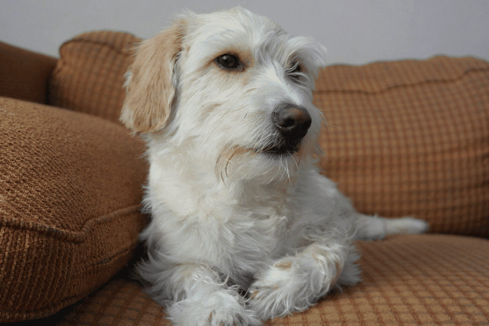 Mauxie - Maltese Dachshund Mix