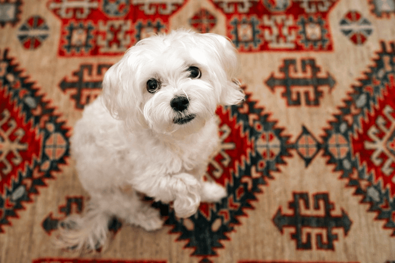 Mauxie Temperament
