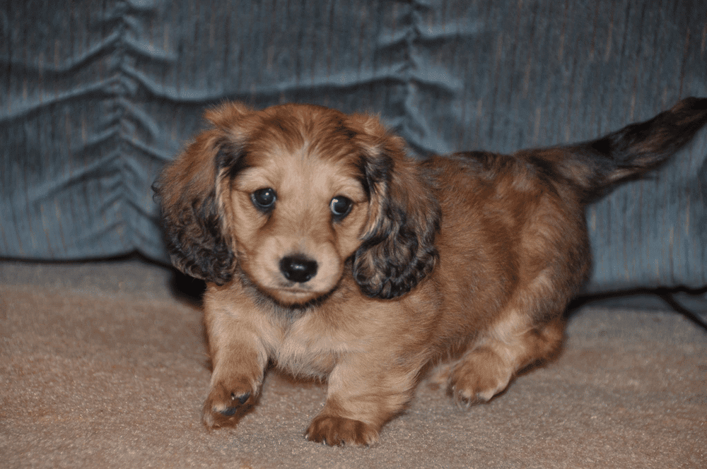 Mini Weenie Dogs Louisiana