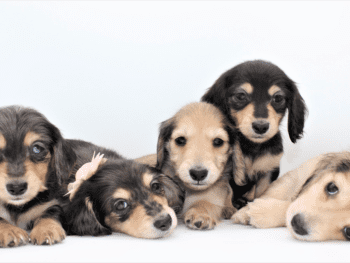 OkiDox Dachshunds