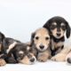 OkiDox Dachshunds
