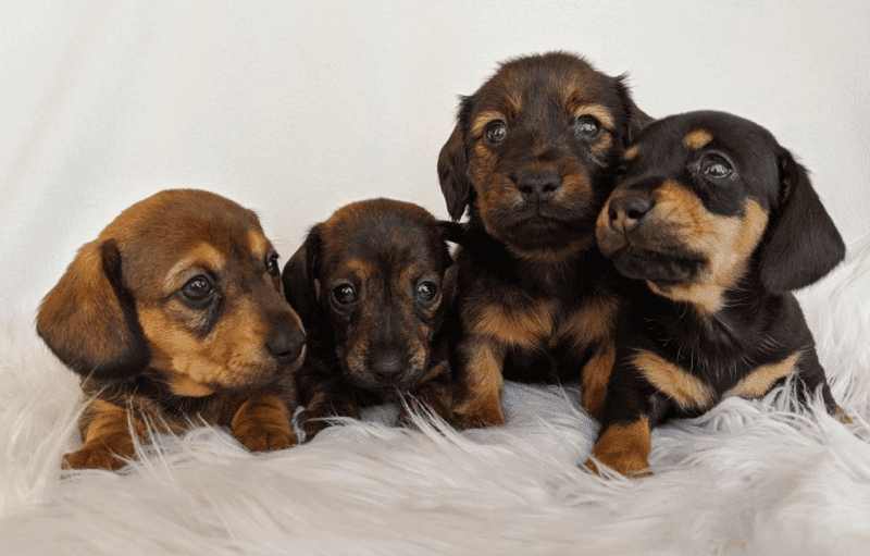 Pups Gone Wild Dachshund Breeder