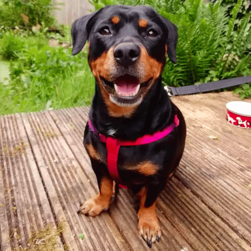 Rottweiler Dachshund Mix