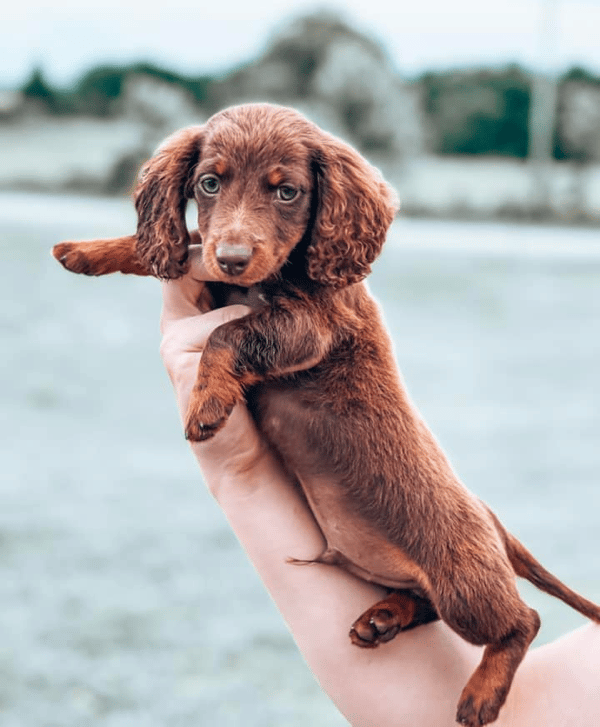 Sandcreek Miniature Dachshund Breeder