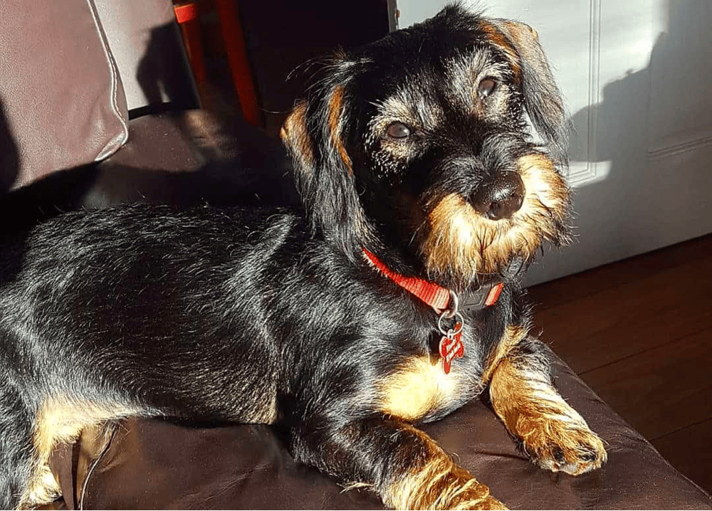 Schnoxie Full Grown