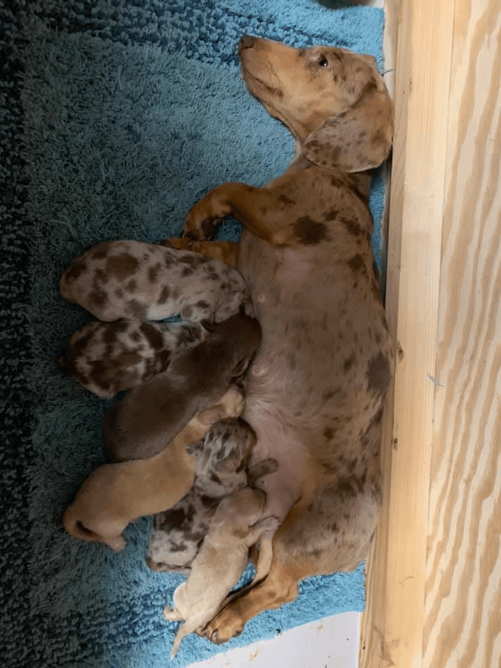 Shaffer Dachshunds