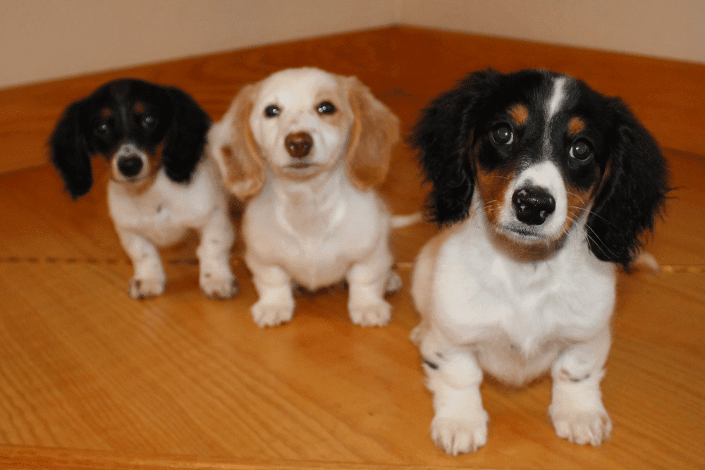 Sycamore Creek Mini Dachshunds