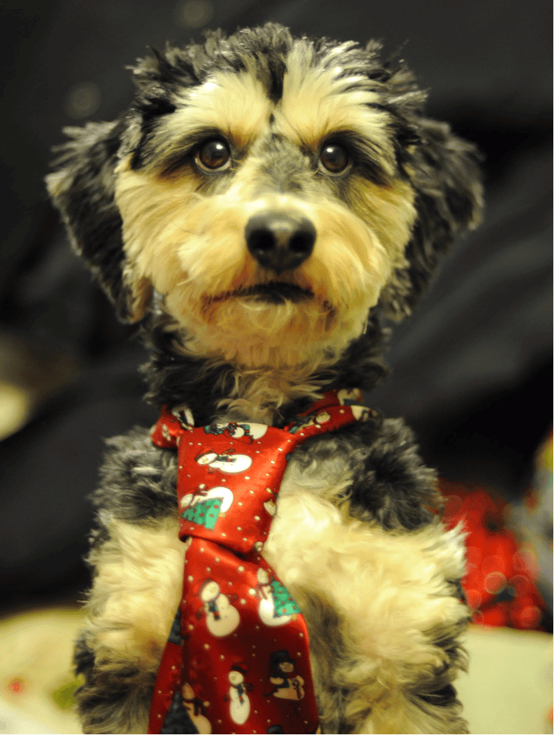 dachshund maltese mix