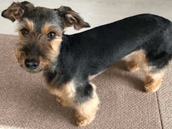 schnauzer dachshund mix