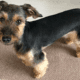schnauzer dachshund mix