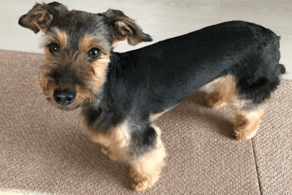 schnauzer dachshund mix