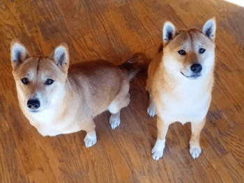 Cornerpost Shiba Inus