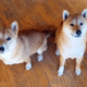 Cornerpost Shiba Inus