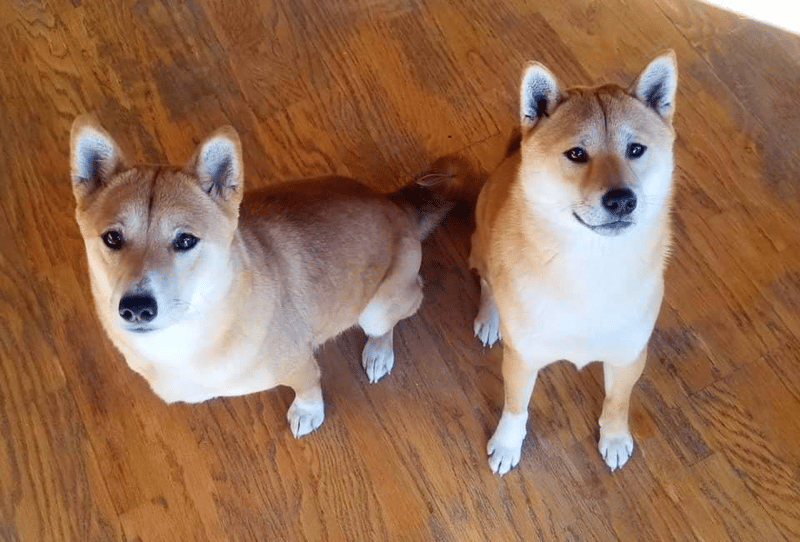 Cornerpost Shiba Inus