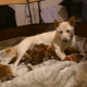 Best Shiba Inu Breeders in Florida