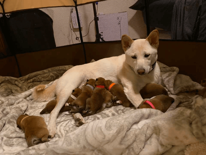 Best Shiba Inu Breeders in Florida