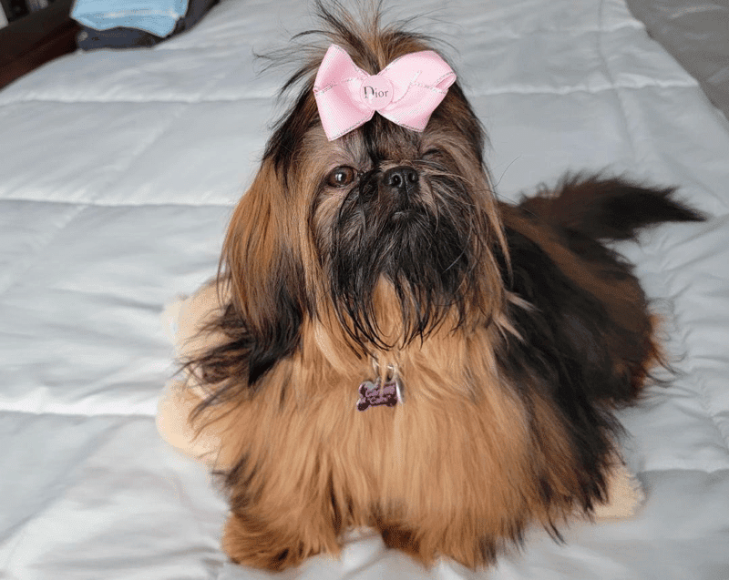 Aleka Shih Tzu