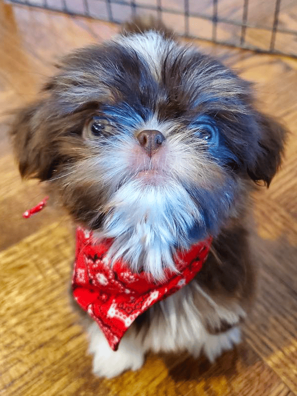Divine Design Shih Tzu in Texas
