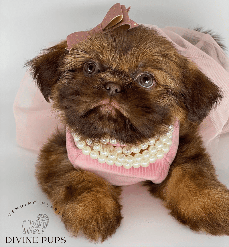 Divine Pups - Shih Tzu breeder in Texas