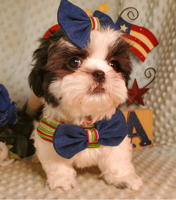 Dogwood Country Shih Tzus
