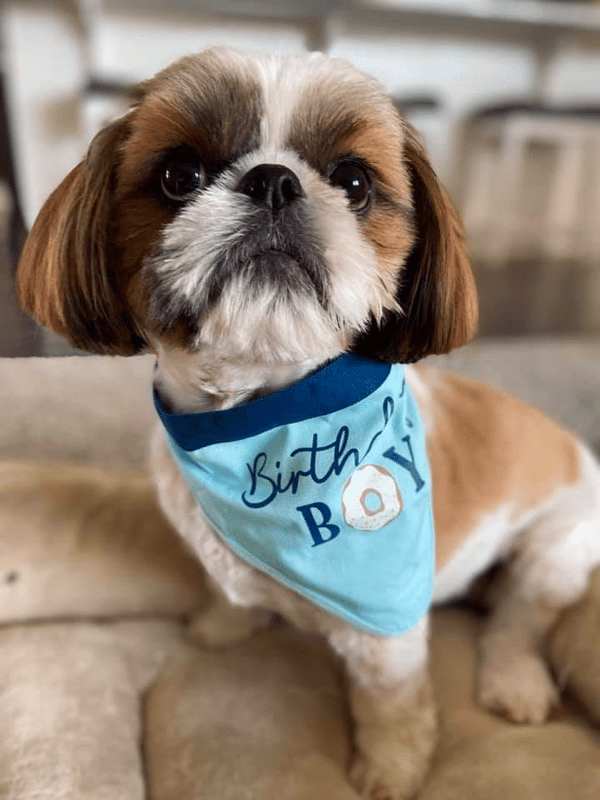 Lotus Shih Tzu Breeder in Texas