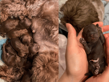 Best Shih Tzu Breeders In Texas