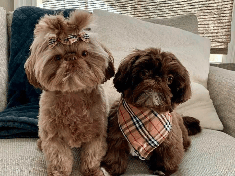 Sunnybelle Shih Tzus in Texas