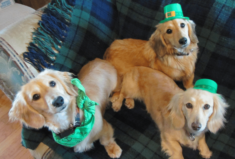 English Cream Dachshunds in NC