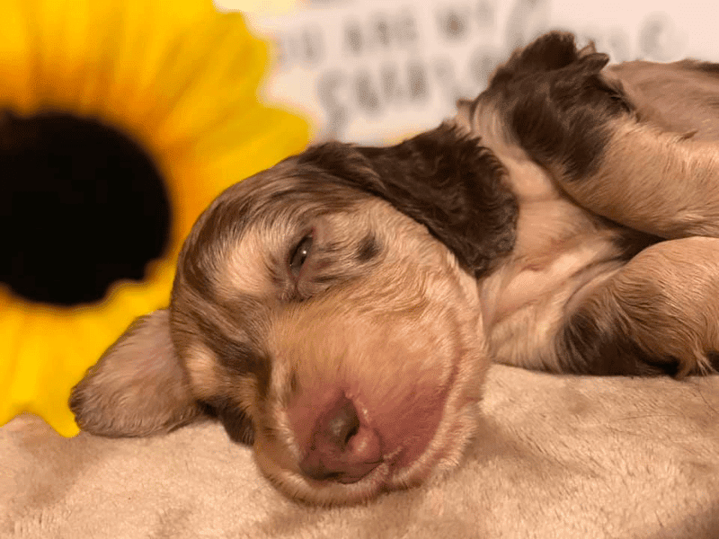 Charisma Dachshunds