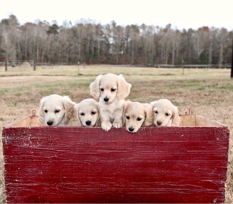 Claudia’s Dachshunds