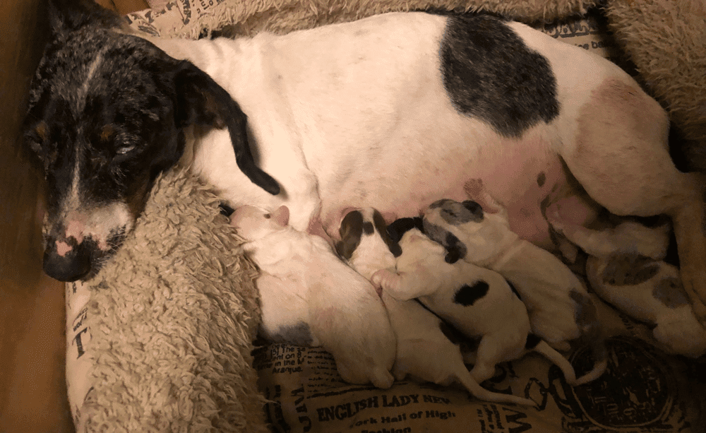 Dachshund Puppies For Sale in Arkansas