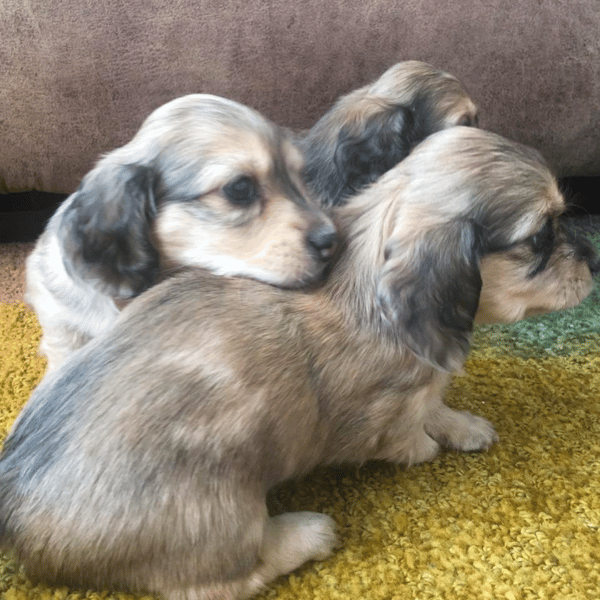 Delightful Dachshund's