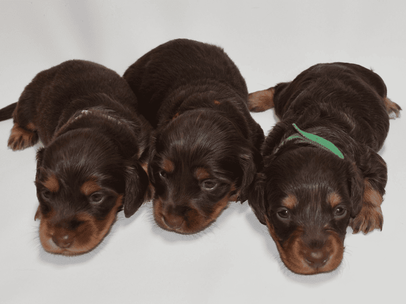 Divine Doxies in Arkansas