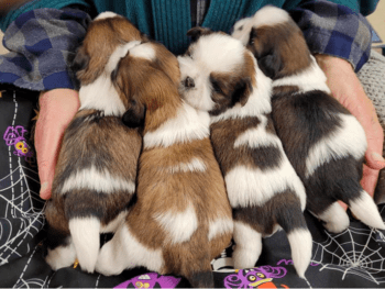 Fantasy Shih Tzu in Wisconsin