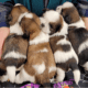 Fantasy Shih Tzu in Wisconsin
