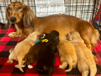 Best Dachshund Breeders in Arkansas