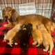 Best Dachshund Breeders in Arkansas
