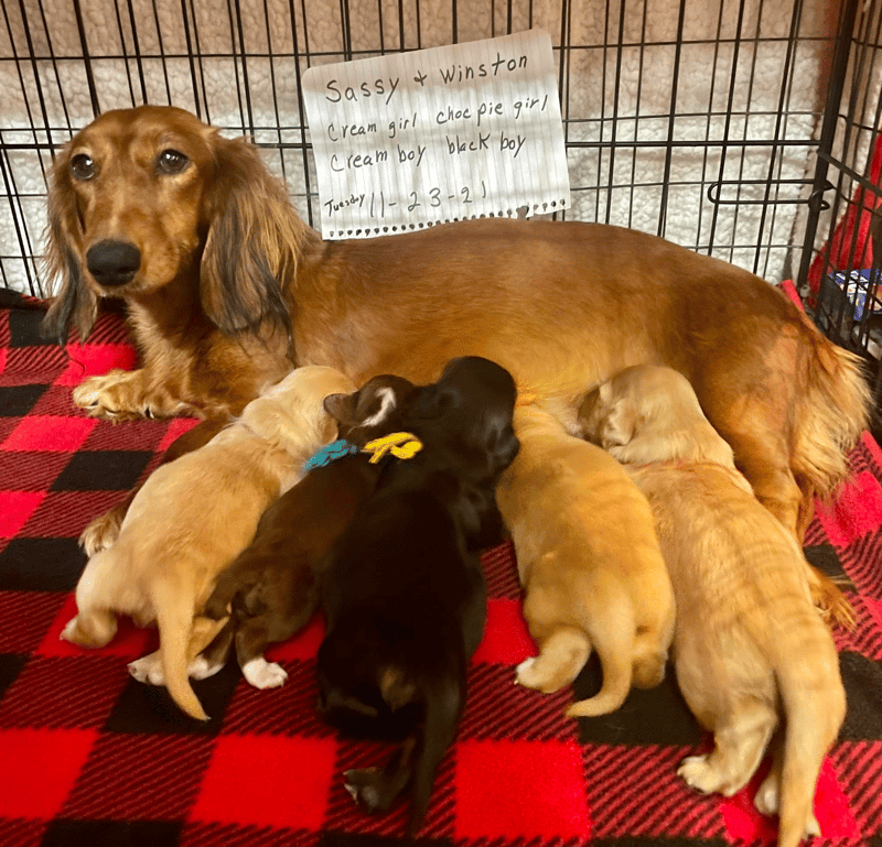 Best Dachshund Breeders in Arkansas